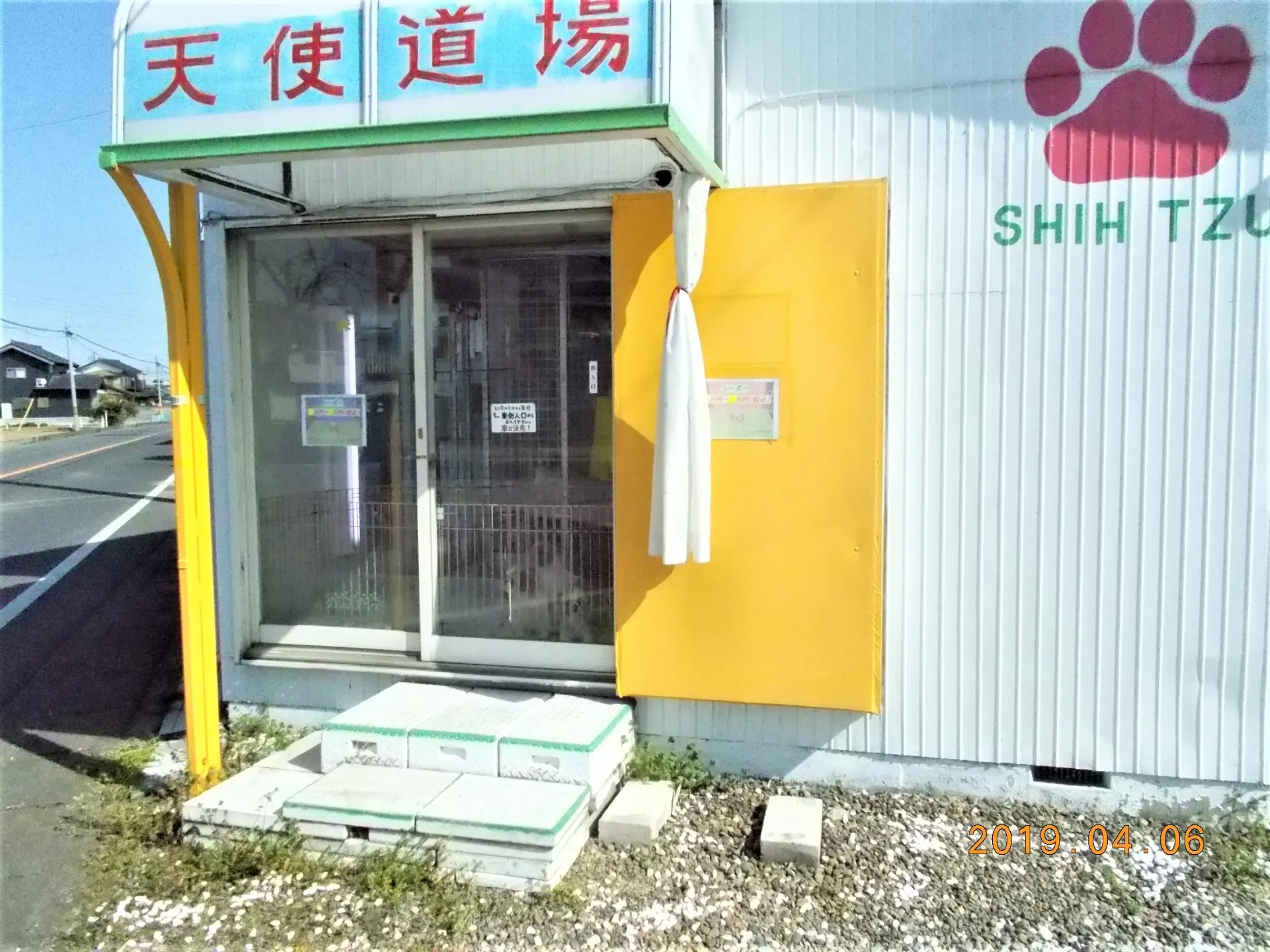 シーズーのブリーダーをお探しなら天使道場へ!