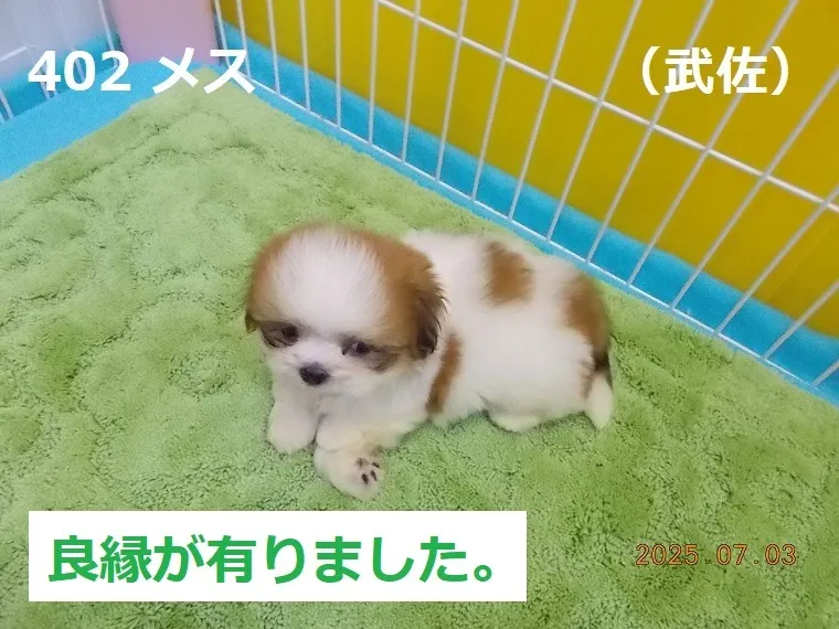 402 メス 武佐(むさ)