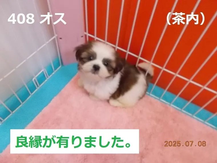 408 オス 茶内(ちゃない)