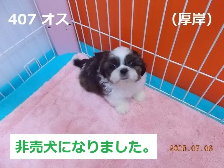 407 オス 厚岸(あっけし)