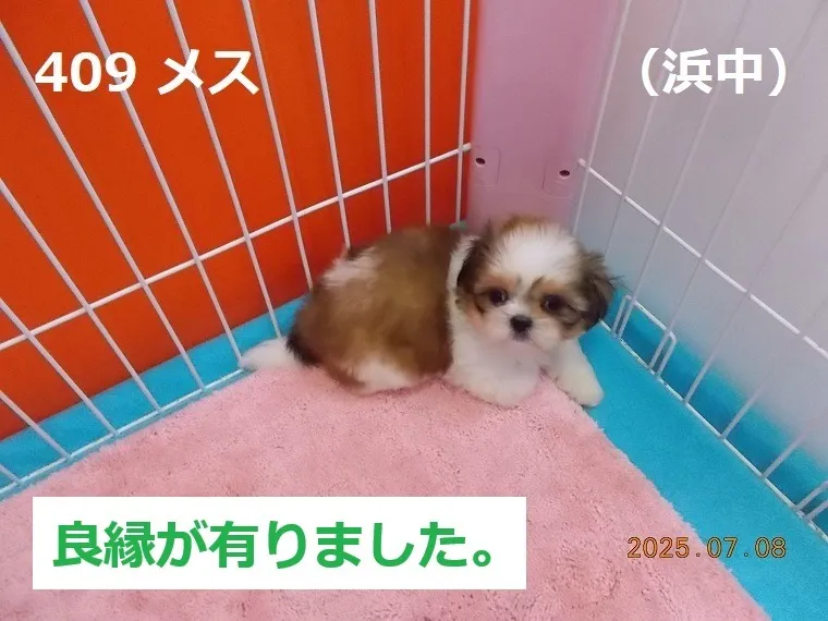 409 メス 浜中(はまなか)