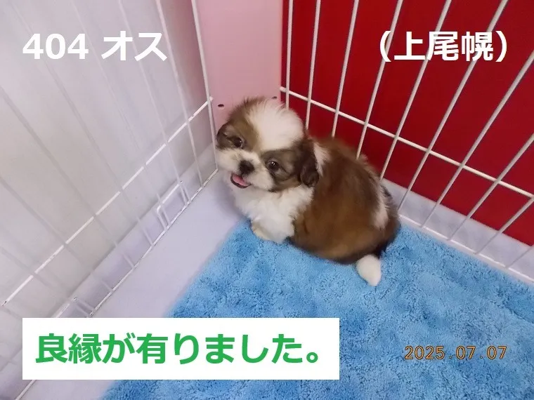 404 オス 上尾幌(かみおぼろ)