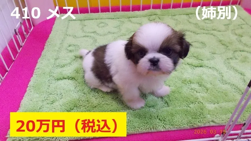 410★ メス 姉別(あねべつ)