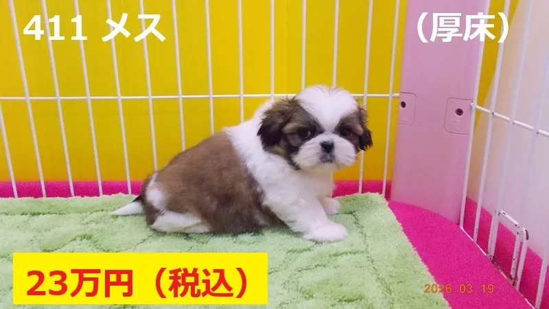 411 メス 厚床(あっとこ)