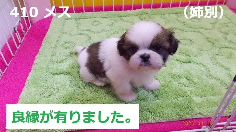 410 メス 姉別(あねべつ)
