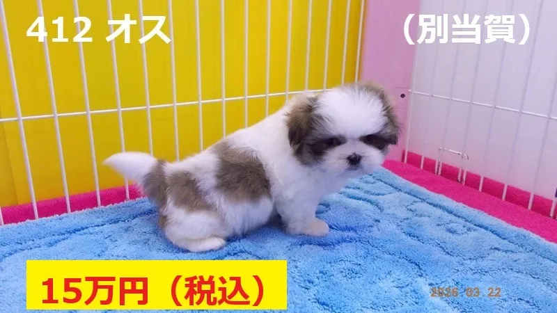 412 オス 別当賀(べっとが)