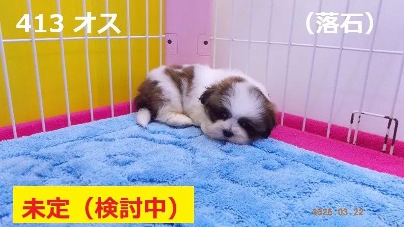 413 オス 落石(おちいし)