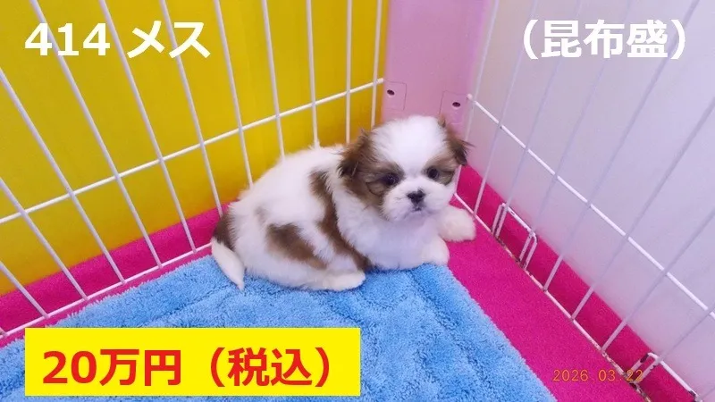 414 メス 昆布盛(こんぶもり)