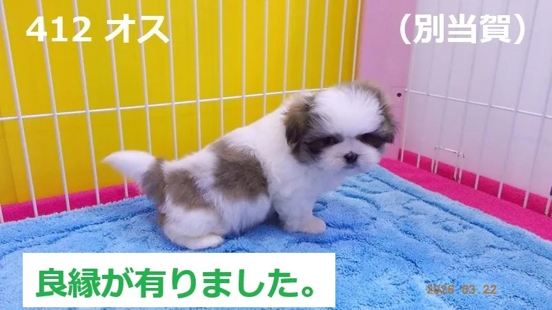 412 オス 別当賀(べっとが)