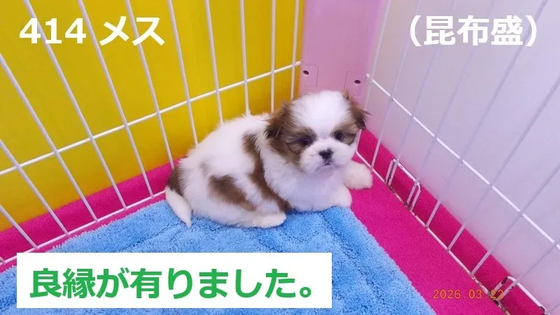 414 メス 昆布盛(こんぶもり)