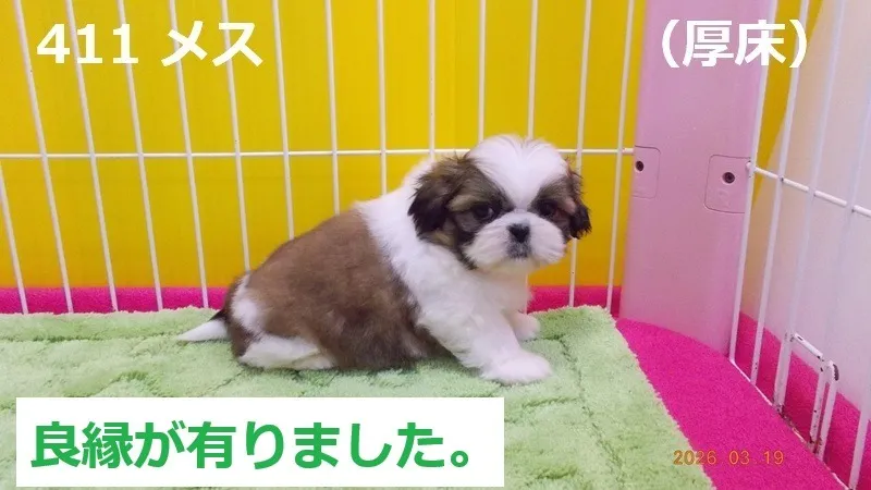 411 メス 厚床(あっとこ)