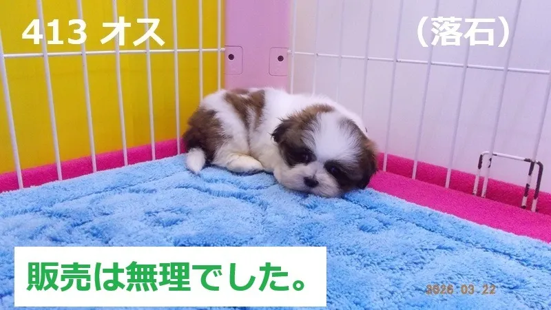 413 オス 落石(おちいし)