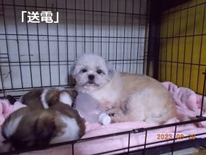 送電小